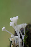 Hemimycena sp. Tiny white/translucent fungi growing on rotting wood/soil beneath oaks in a dense mixed hardwood/coniferous forest.<br />
https://www.jungledragon.com/image/61007/hemimycena_sp.html Geotagged,Spring,United States