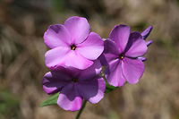 Carolina Phlox (Phlox carolina) NATIVE. Growing on a sunny roadside at the edge of a dense mixed hardwood/coniferous forest in NW Georgia (Gordon County), US. June 3, 2018.<br />
https://www.jungledragon.com/image/61011/thickleaf_phlox_phlox_carolina.html<br />
https://www.jungledragon.com/image/61012/thickleaf_phlox_phlox_carolina.html Geotagged,Phlox carolina,Spring,United States