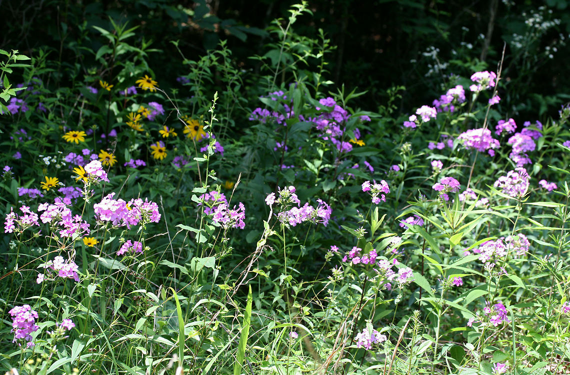 Carolina Phlox (Phlox carolina) NATIVE. Growing on a sunny roadside at the edge of a dense mixed hardwood/coniferous forest in NW Georgia (Gordon County), US. June 3, 2018.<br />
<figure class="photo"><a href="https://www.jungledragon.com/image/61012/carolina_phlox_phlox_carolina.html" title="Carolina Phlox (Phlox carolina)"><img src="https://s3.amazonaws.com/media.jungledragon.com/images/3231/61012_thumb.jpg?AWSAccessKeyId=05GMT0V3GWVNE7GGM1R2&Expires=1767225610&Signature=Gka7gTceFJD58IF8hN3MhjUATgc%3D" width="200" height="134" alt="Carolina Phlox (Phlox carolina) NATIVE. Growing on a sunny roadside at the edge of a dense mixed hardwood/coniferous forest in NW Georgia (Gordon County), US. June 3, 2018.<br />
https://www.jungledragon.com/image/61010/thickleaf_phlox_phlox_carolina.html<br />
https://www.jungledragon.com/image/61011/thickleaf_phlox_phlox_carolina.html Geotagged,Phlox carolina,Spring,United States" /></a></figure><br />
<figure class="photo"><a href="https://www.jungledragon.com/image/61010/carolina_phlox_phlox_carolina.html" title="Carolina Phlox (Phlox carolina)"><img src="https://s3.amazonaws.com/media.jungledragon.com/images/3231/61010_thumb.jpg?AWSAccessKeyId=05GMT0V3GWVNE7GGM1R2&Expires=1767225610&Signature=Nmn713vDDcGndvSA62JGbKFZkiU%3D" width="200" height="134" alt="Carolina Phlox (Phlox carolina) NATIVE. Growing on a sunny roadside at the edge of a dense mixed hardwood/coniferous forest in NW Georgia (Gordon County), US. June 3, 2018.<br />
https://www.jungledragon.com/image/61011/thickleaf_phlox_phlox_carolina.html<br />
https://www.jungledragon.com/image/61012/thickleaf_phlox_phlox_carolina.html Geotagged,Phlox carolina,Spring,United States" /></a></figure> Geotagged,Phlox carolina,Spring,United States