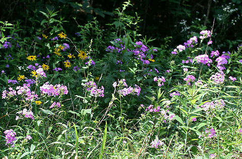 Carolina Phlox (Phlox carolina) NATIVE. Growing on a sunny roadside at the edge of a dense mixed hardwood/coniferous forest in NW Georgia (Gordon County), US. June 3, 2018.
https://www.jungledragon.com/image/61012/thickleaf_phlox_phlox_carolina.html
https://www.jungledragon.com/image/61010/thickleaf_phlox_phlox_carolina.html Geotagged,Phlox carolina,Spring,United States