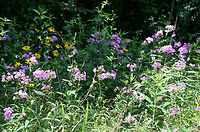 Carolina Phlox (Phlox carolina) NATIVE. Growing on a sunny roadside at the edge of a dense mixed hardwood/coniferous forest in NW Georgia (Gordon County), US. June 3, 2018.<br />
https://www.jungledragon.com/image/61012/thickleaf_phlox_phlox_carolina.html<br />
https://www.jungledragon.com/image/61010/thickleaf_phlox_phlox_carolina.html Geotagged,Phlox carolina,Spring,United States