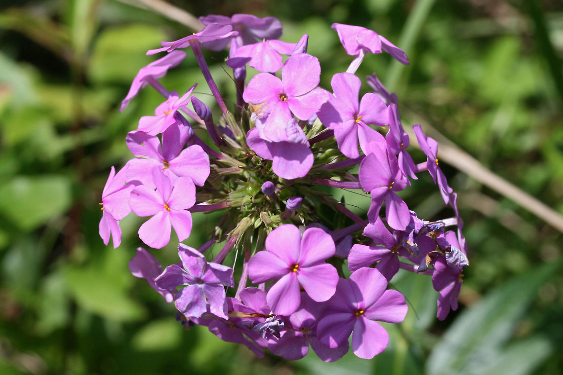 Carolina Phlox (Phlox carolina) NATIVE. Growing on a sunny roadside at the edge of a dense mixed hardwood/coniferous forest in NW Georgia (Gordon County), US. June 3, 2018.<br />
<figure class="photo"><a href="https://www.jungledragon.com/image/61010/carolina_phlox_phlox_carolina.html" title="Carolina Phlox (Phlox carolina)"><img src="https://s3.amazonaws.com/media.jungledragon.com/images/3231/61010_thumb.jpg?AWSAccessKeyId=05GMT0V3GWVNE7GGM1R2&Expires=1767225610&Signature=Nmn713vDDcGndvSA62JGbKFZkiU%3D" width="200" height="134" alt="Carolina Phlox (Phlox carolina) NATIVE. Growing on a sunny roadside at the edge of a dense mixed hardwood/coniferous forest in NW Georgia (Gordon County), US. June 3, 2018.<br />
https://www.jungledragon.com/image/61011/thickleaf_phlox_phlox_carolina.html<br />
https://www.jungledragon.com/image/61012/thickleaf_phlox_phlox_carolina.html Geotagged,Phlox carolina,Spring,United States" /></a></figure><br />
<figure class="photo"><a href="https://www.jungledragon.com/image/61011/carolina_phlox_phlox_carolina.html" title="Carolina Phlox (Phlox carolina)"><img src="https://s3.amazonaws.com/media.jungledragon.com/images/3231/61011_thumb.jpg?AWSAccessKeyId=05GMT0V3GWVNE7GGM1R2&Expires=1767225610&Signature=mpB0Eag4j6PiYoFI402SRDq3HKQ%3D" width="200" height="132" alt="Carolina Phlox (Phlox carolina) NATIVE. Growing on a sunny roadside at the edge of a dense mixed hardwood/coniferous forest in NW Georgia (Gordon County), US. June 3, 2018.<br />
https://www.jungledragon.com/image/61012/thickleaf_phlox_phlox_carolina.html<br />
https://www.jungledragon.com/image/61010/thickleaf_phlox_phlox_carolina.html Geotagged,Phlox carolina,Spring,United States" /></a></figure> Geotagged,Phlox carolina,Spring,United States
