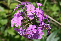 Carolina Phlox (Phlox carolina) NATIVE. Growing on a sunny roadside at the edge of a dense mixed hardwood/coniferous forest in NW Georgia (Gordon County), US. June 3, 2018.<br />
https://www.jungledragon.com/image/61010/thickleaf_phlox_phlox_carolina.html<br />
https://www.jungledragon.com/image/61011/thickleaf_phlox_phlox_carolina.html Geotagged,Phlox carolina,Spring,United States