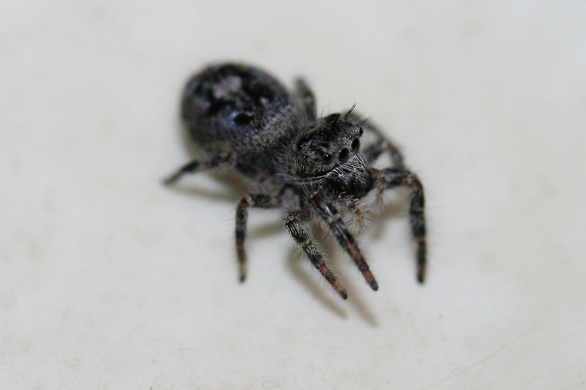 Eris sp.? This adorable little guy hitchhiked in on our recent Black Trumpet (Craterellus fallax) harvest from the forest! It wanted a bite too!<br />
<figure class="photo"><a href="https://www.jungledragon.com/image/61018/eris_sp.html" title="Eris sp.?"><img src="https://s3.amazonaws.com/media.jungledragon.com/images/3231/61018_thumb.jpg?AWSAccessKeyId=05GMT0V3GWVNE7GGM1R2&Expires=1759968010&Signature=qtdfsckVohzyG6tpSmMrz2DWS5Q%3D" width="200" height="134" alt="Eris sp.? This adorable little guy hitchhiked in on our recent Black Trumpet (Craterellus fallax) harvest from the forest! It wanted a bite too!<br />
https://www.jungledragon.com/image/61017/eris_sp.html Geotagged,Phidippus putnami,Spring,United States,arachnid,arachnids,jumping spider,phidippus,salticid,salticidae,salticids,spider,spiders" /></a></figure> Geotagged,Phidippus putnami,Spring,United States,arachnid,arachnids,jumping spider,phidippus,salticid,salticidae,salticids,spider,spiders