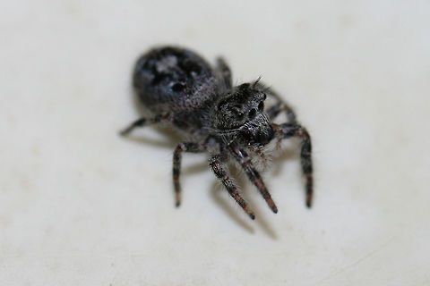 Eris sp.? This adorable little guy hitchhiked in on our recent Black Trumpet (Craterellus fallax) harvest from the forest! It wanted a bite too!
https://www.jungledragon.com/image/61018/phidippus_sp._perhaps_p._audax.html Geotagged,Phidippus putnami,Spring,United States,arachnid,arachnids,jumping spider,phidippus,salticid,salticidae,salticids,spider,spiders