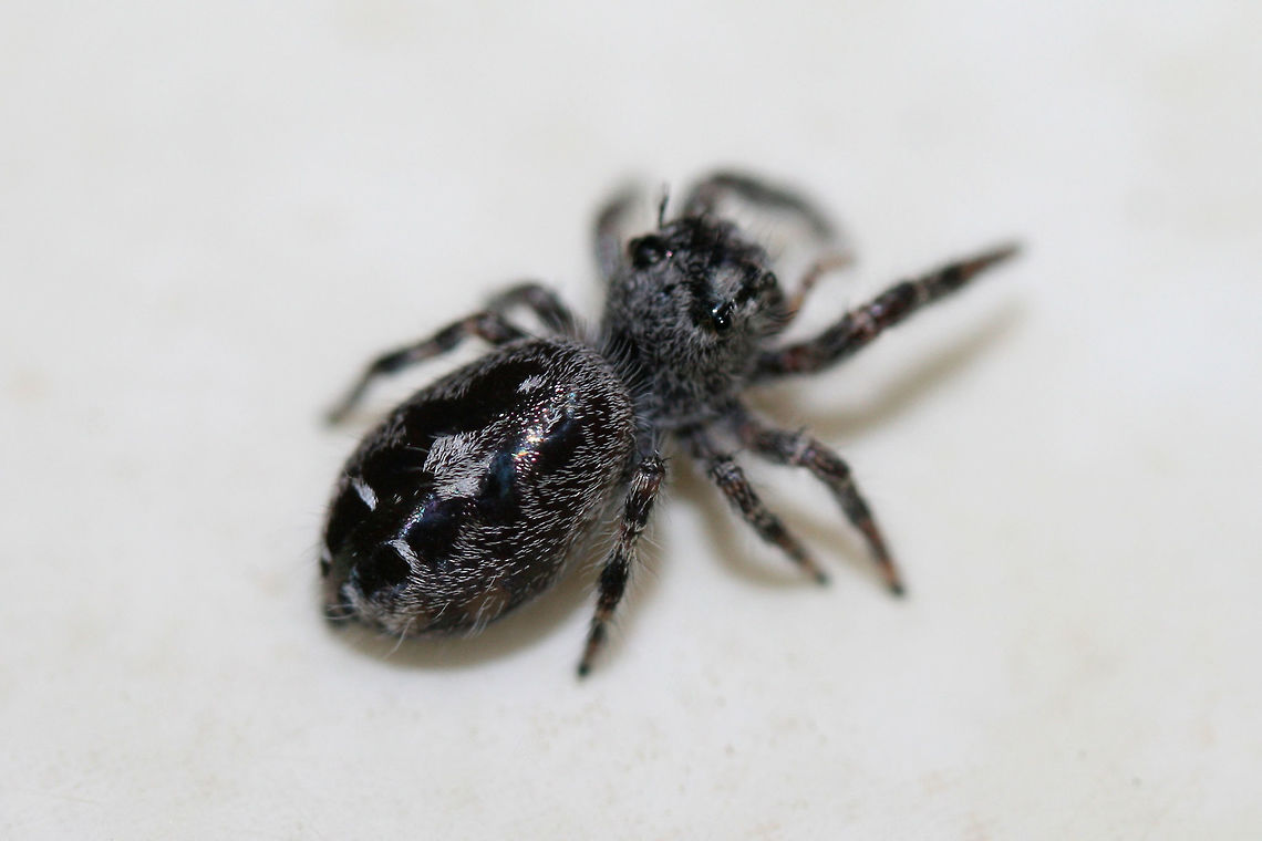 Eris sp.? This adorable little guy hitchhiked in on our recent Black Trumpet (Craterellus fallax) harvest from the forest! It wanted a bite too!<br />
<figure class="photo"><a href="https://www.jungledragon.com/image/61017/eris_sp.html" title="Eris sp.?"><img src="https://s3.amazonaws.com/media.jungledragon.com/images/3231/61017_thumb.jpg?AWSAccessKeyId=05GMT0V3GWVNE7GGM1R2&Expires=1759968010&Signature=L%2BaavYkzFAgg0lcDkQ0pPno0oKQ%3D" width="200" height="134" alt="Eris sp.? This adorable little guy hitchhiked in on our recent Black Trumpet (Craterellus fallax) harvest from the forest! It wanted a bite too!<br />
https://www.jungledragon.com/image/61018/phidippus_sp._perhaps_p._audax.html Geotagged,Phidippus putnami,Spring,United States,arachnid,arachnids,jumping spider,phidippus,salticid,salticidae,salticids,spider,spiders" /></a></figure> Geotagged,Phidippus putnami,Spring,United States,arachnid,arachnids,jumping spider,phidippus,salticid,salticidae,salticids,spider,spiders