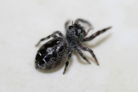 Eris sp.? This adorable little guy hitchhiked in on our recent Black Trumpet (Craterellus fallax) harvest from the forest! It wanted a bite too!
https://www.jungledragon.com/image/61017/eris_sp.html Geotagged,Phidippus putnami,Spring,United States,arachnid,arachnids,jumping spider,phidippus,salticid,salticidae,salticids,spider,spiders