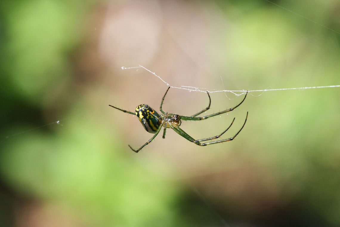 Orchard Orbweaver (Leucauge venusta) This beautiful arachnid was weaving on my back porch!<br />
<figure class="photo"><a href="https://www.jungledragon.com/image/61054/orchard_orbweaver_leucauge_venusta.html" title="Orchard Orbweaver (Leucauge venusta)"><img src="https://s3.amazonaws.com/media.jungledragon.com/images/3231/61054_thumb.jpg?AWSAccessKeyId=05GMT0V3GWVNE7GGM1R2&Expires=1759968010&Signature=xNScn%2Fy05YMnxkTmyBuqG8v5lPM%3D" width="200" height="134" alt="Orchard Orbweaver (Leucauge venusta) This beautiful arachnid was weaving on my back porch!<br />
https://www.jungledragon.com/image/61053/orchard_orbweaver_leucauge_venusta.html Geotagged,Leucauge venusta,Orchard spider,Spring,United States" /></a></figure> Geotagged,Leucauge venusta,Orchard spider,Summer,United States
