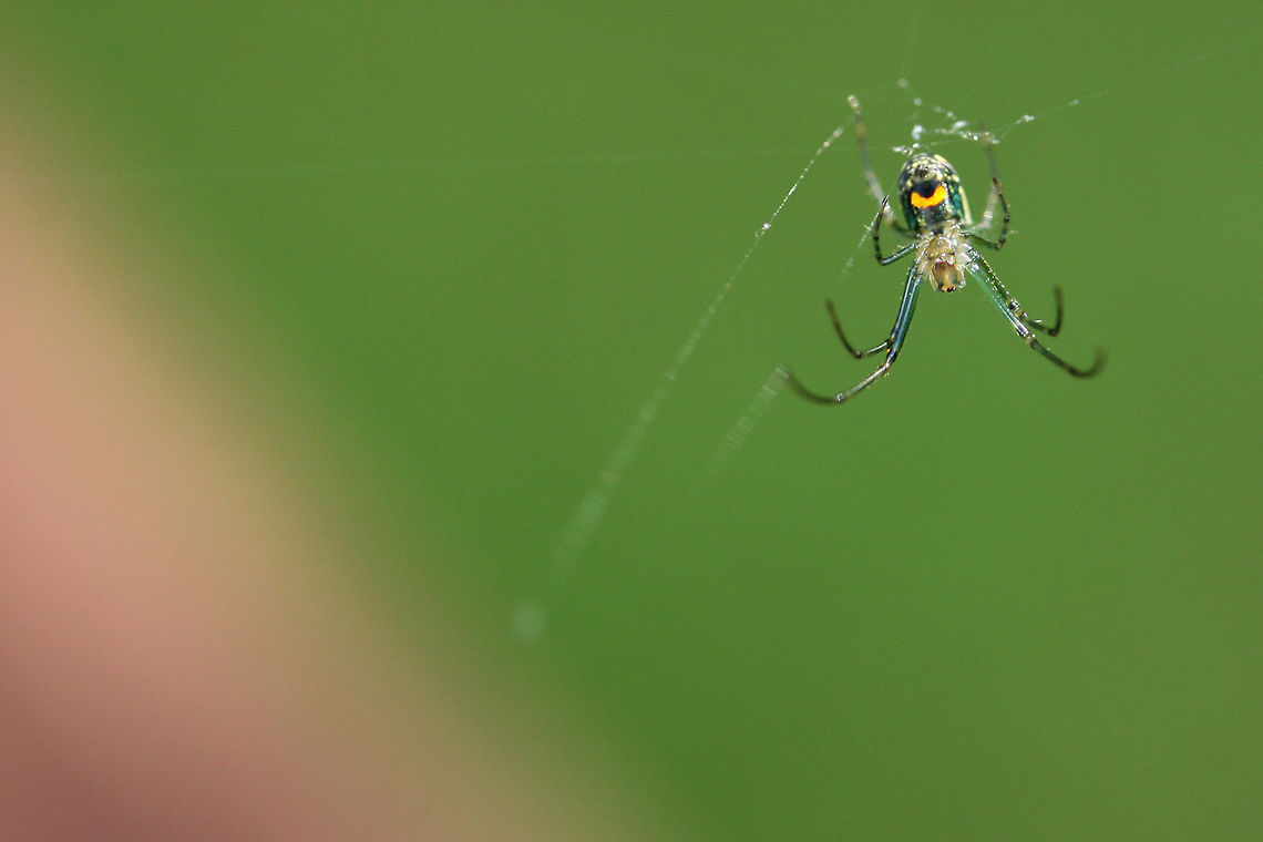 Orchard Orbweaver (Leucauge venusta) This beautiful arachnid was weaving on my back porch!<br />
<figure class="photo"><a href="https://www.jungledragon.com/image/61053/orchard_orbweaver_leucauge_venusta.html" title="Orchard Orbweaver (Leucauge venusta)"><img src="https://s3.amazonaws.com/media.jungledragon.com/images/3231/61053_thumb.jpg?AWSAccessKeyId=05GMT0V3GWVNE7GGM1R2&Expires=1759968010&Signature=E0nDTbetoBdRPuTxgcZCiLmOitM%3D" width="200" height="134" alt="Orchard Orbweaver (Leucauge venusta) This beautiful arachnid was weaving on my back porch!<br />
https://www.jungledragon.com/image/61054/orchard_orbweaver_leucauge_venusta.html Geotagged,Leucauge venusta,Orchard spider,Summer,United States" /></a></figure> Geotagged,Leucauge venusta,Orchard spider,Spring,United States