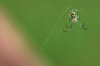 Orchard Orbweaver (Leucauge venusta) This beautiful arachnid was weaving on my back porch!<br />
https://www.jungledragon.com/image/61053/orchard_orbweaver_leucauge_venusta.html Geotagged,Leucauge venusta,Orchard spider,Spring,United States