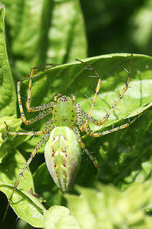 Green Lynx Spider (Peucetia viridans) Large lynx spider getting ready to pounce insects! Lying in wait in an herb garden in NE Alabama (Etowah County).
https://www.jungledragon.com/image/61056/green_lynx_spider_peucetia_viridans.html

Just as a note, this specimen was HUGE! I'd say around 5.5 cm long! Geotagged,Green lynx spider,Peucetia viridans,Summer,United States