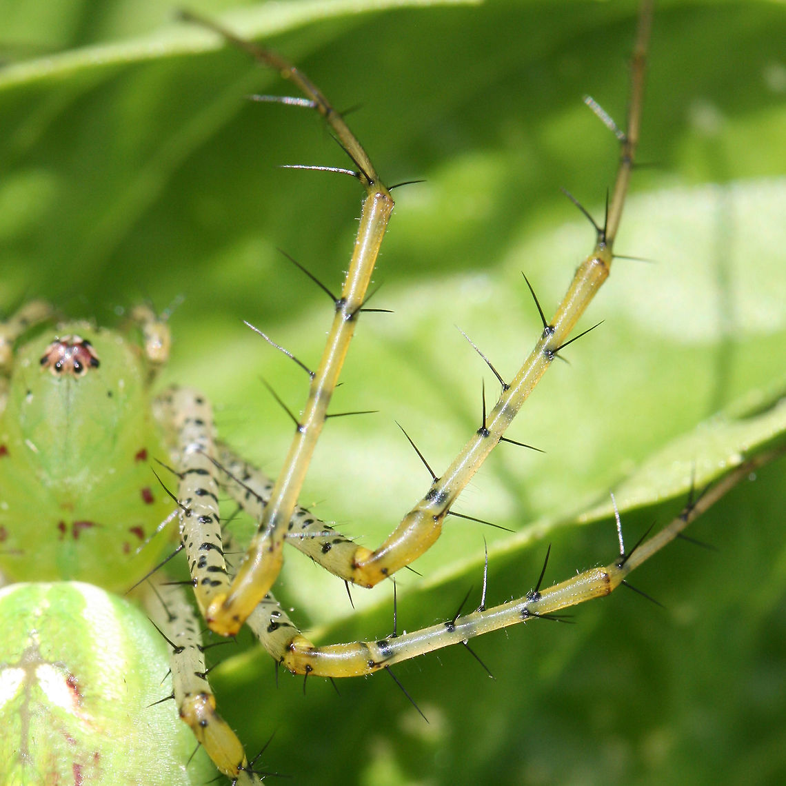 Green Lynx Spider (Peucetia viridans) Large lynx spider getting ready to pounce insects! Lying in wait in an herb garden in NE Alabama (Etowah County).<br />
<figure class="photo"><a href="https://www.jungledragon.com/image/61055/green_lynx_spider_peucetia_viridans.html" title="Green Lynx Spider (Peucetia viridans)"><img src="https://s3.amazonaws.com/media.jungledragon.com/images/3231/61055_thumb.jpg?AWSAccessKeyId=05GMT0V3GWVNE7GGM1R2&Expires=1770854410&Signature=L0JngG5e4u3RczZW%2FKj8x6HX6zw%3D" width="102" height="152" alt="Green Lynx Spider (Peucetia viridans) Large lynx spider getting ready to pounce insects! Lying in wait in an herb garden in NE Alabama (Etowah County).<br />
https://www.jungledragon.com/image/61056/green_lynx_spider_peucetia_viridans.html<br />
<br />
Just as a note, this specimen was HUGE! I'd say around 5.5 cm long! Geotagged,Green lynx spider,Peucetia viridans,Summer,United States" /></a></figure> Geotagged,Green lynx spider,Peucetia viridans,Summer,United States