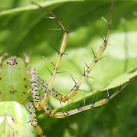 Green Lynx Spider (Peucetia viridans) Large lynx spider getting ready to pounce insects! Lying in wait in an herb garden in NE Alabama (Etowah County).<br />
https://www.jungledragon.com/image/61055/green_lynx_spider_peucetia_viridans.html Geotagged,Green lynx spider,Peucetia viridans,Summer,United States