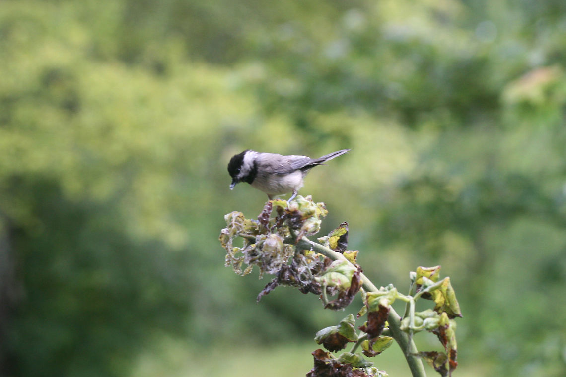Carolina Chickadee (Poecile carolinensis) In a backyard habitat. Carolina Chickadee,Geotagged,Poecile carolinensis,Summer,United States