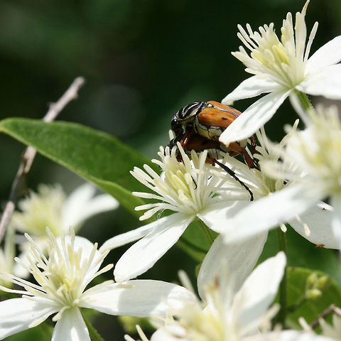 Delta Flower Scarabs (Trigonopeltastes delta) - Mating Two scarabs mating on Clematis virginiana. In a backyard habitat in NW Georgia.
https://www.jungledragon.com/image/61060/delta_flower_scarabs_trigonopeltastes_delta_-_mating.html Delta flower scarab,Geotagged,Summer,Trigonopeltastes delta