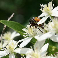 Delta Flower Scarabs (Trigonopeltastes delta) - Mating Two scarabs mating on Clematis virginiana. In a backyard habitat in NW Georgia.<br />
https://www.jungledragon.com/image/61060/delta_flower_scarabs_trigonopeltastes_delta_-_mating.html Delta flower scarab,Geotagged,Summer,Trigonopeltastes delta