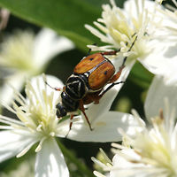 Delta Flower Scarabs (Trigonopeltastes delta) - Mating Two scarabs mating on Clematis virginiana. In a backyard habitat in NW Georgia.<br />
https://www.jungledragon.com/image/61059/delta_flower_scarabs_trigonopeltastes_delta_-_mating.html Delta flower scarab,Geotagged,Summer,Trigonopeltastes delta,United States