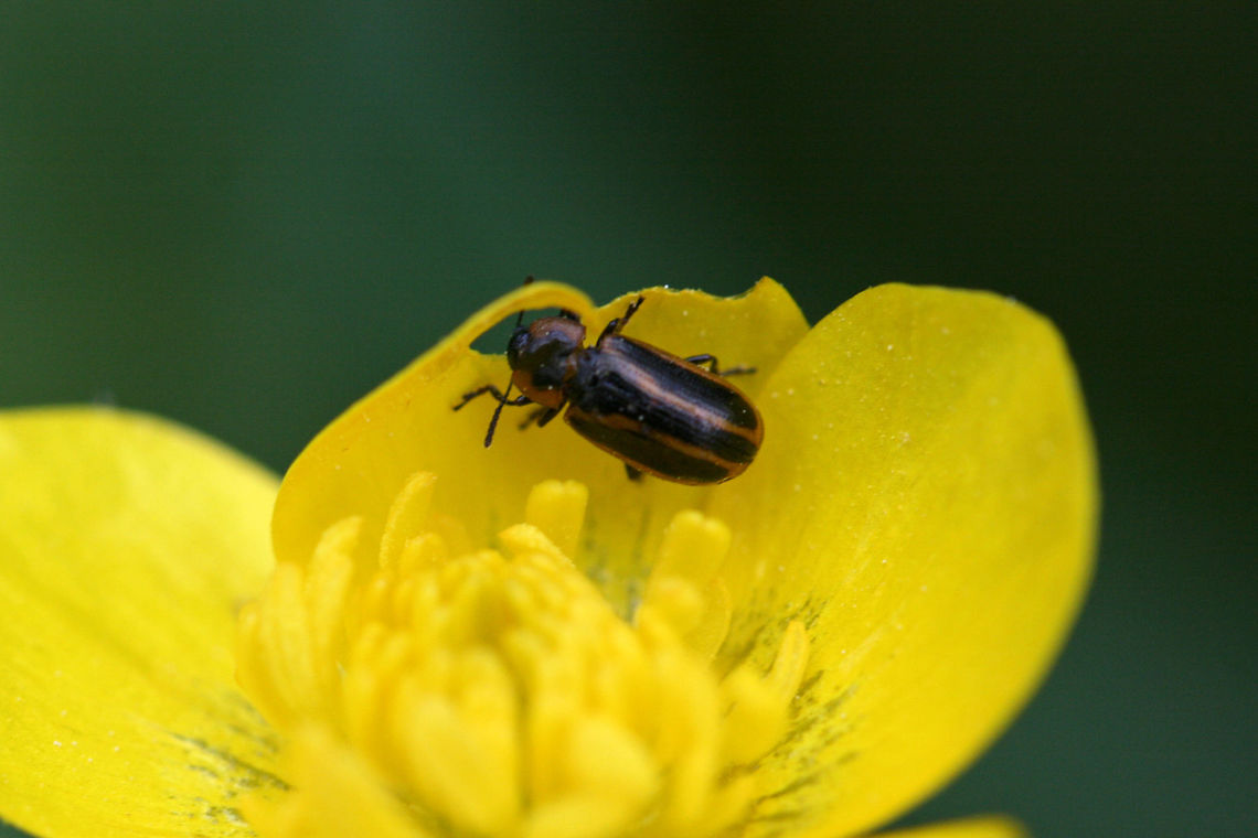 Prasocuris vittata On a flower in a backyard habitat in NW Georgia.  Geotagged,Prasocuris vittata,Spring,United States