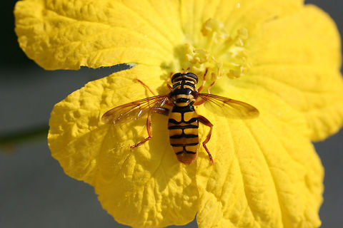 Yellowjacket hoverfly (Milesia virginiensis) Dipteran yellowjacket mimic that acts aggressively by hovering and making a lot of noise! These are a common sight in more rural areas of the South and are seen as a sign of good luck in some areas, being called "The Good News Bee."

This one was perched on a luffa flower in an organic garden in NE Alabama, Etowah County.
https://www.jungledragon.com/image/61068/yellowjacket_hoverfly_milesia_virginiensis.html Geotagged,Milesia virginiensis,Summer,United States,virginiensis