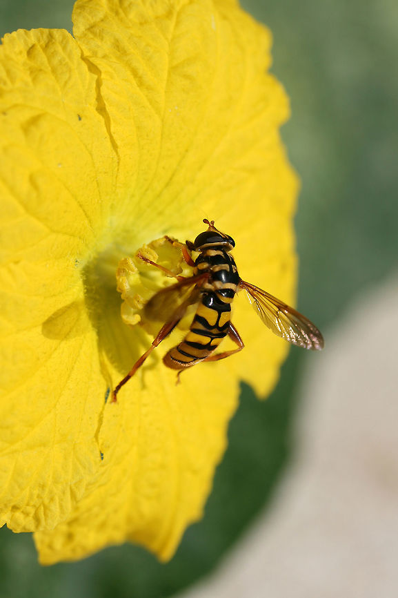 Yellowjacket hoverfly (Milesia virginiensis) Dipteran yellowjacket mimic that acts aggressively by hovering and making a lot of noise! These are a common sight in more rural areas of the South and are seen as a sign of good luck in some areas, being called &quot;The Good News Bee.&quot;<br />
<br />
This one was perched on a luffa flower in an organic garden in NE Alabama, Etowah County.<br />
<figure class="photo"><a href="https://www.jungledragon.com/image/61066/yellowjacket_hoverfly_milesia_virginiensis.html" title="Yellowjacket hoverfly (Milesia virginiensis)"><img src="https://s3.amazonaws.com/media.jungledragon.com/images/3231/61066_thumb.JPG?AWSAccessKeyId=05GMT0V3GWVNE7GGM1R2&Expires=1767225610&Signature=xJFWX%2FxQcuKMhO3cE2YcU49mxxU%3D" width="200" height="134" alt="Yellowjacket hoverfly (Milesia virginiensis) Dipteran yellowjacket mimic that acts aggressively by hovering and making a lot of noise! These are a common sight in more rural areas of the South and are seen as a sign of good luck in some areas, being called &quot;The Good News Bee.&quot;<br />
<br />
This one was perched on a luffa flower in an organic garden in NE Alabama, Etowah County.<br />
https://www.jungledragon.com/image/61068/yellowjacket_hoverfly_milesia_virginiensis.html Geotagged,Milesia virginiensis,Summer,United States,virginiensis" /></a></figure> Geotagged,Milesia virginiensis,Summer,United States,virginiensis