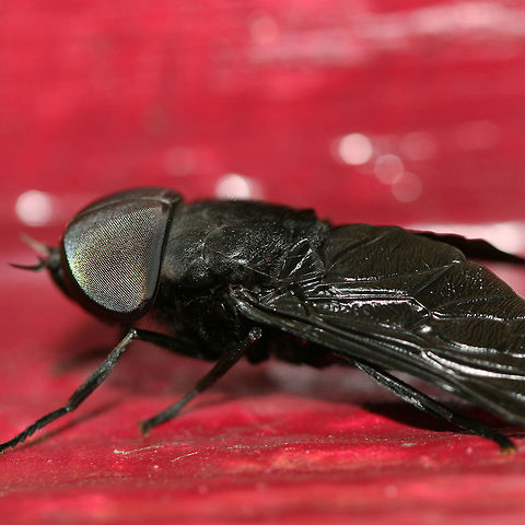 Black Horse Fly (Tabanus atratus) Resting on the outer wall of a building (late in the evening) in a backyard habitat in NW Georgia.
https://www.jungledragon.com/image/61072/black_horse_fly_tabanus_atratus.html Black Horse Fly,Geotagged,Summer,Tabanus atratus,United States