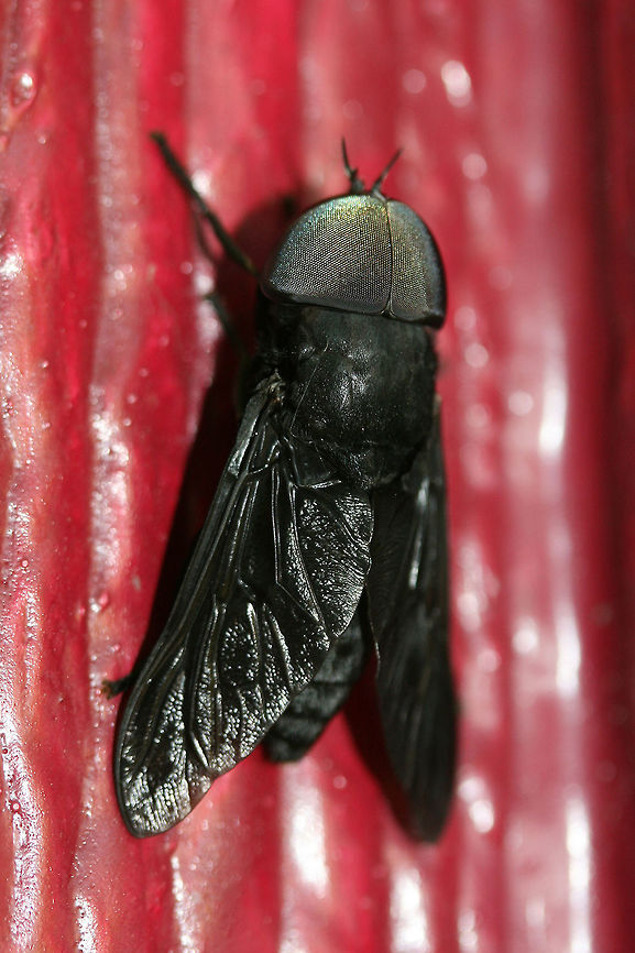 Black Horse Fly (Tabanus atratus) Resting on the outer wall of a building (late in the evening) in a backyard habitat in NW Georgia.<br />
<figure class="photo"><a href="https://www.jungledragon.com/image/61070/black_horse_fly_tabanus_atratus.html" title="Black Horse Fly (Tabanus atratus)"><img src="https://s3.amazonaws.com/media.jungledragon.com/images/3231/61070_thumb.jpg?AWSAccessKeyId=05GMT0V3GWVNE7GGM1R2&Expires=1767225610&Signature=ll0IdWQEAhx9E4b41kMIeDdfcFw%3D" width="200" height="200" alt="Black Horse Fly (Tabanus atratus) Resting on the outer wall of a building (late in the evening) in a backyard habitat in NW Georgia.<br />
https://www.jungledragon.com/image/61072/black_horse_fly_tabanus_atratus.html Black Horse Fly,Geotagged,Summer,Tabanus atratus,United States" /></a></figure> Black Horse Fly,Geotagged,Summer,Tabanus atratus,United States