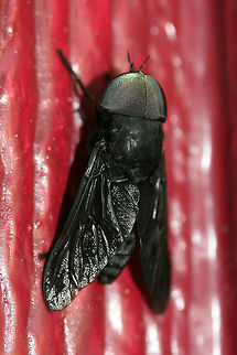 Black Horse Fly (Tabanus atratus) Resting on the outer wall of a building (late in the evening) in a backyard habitat in NW Georgia.
https://www.jungledragon.com/image/61070/black_horse_fly_tabanus_atratus.html Black Horse Fly,Geotagged,Summer,Tabanus atratus,United States