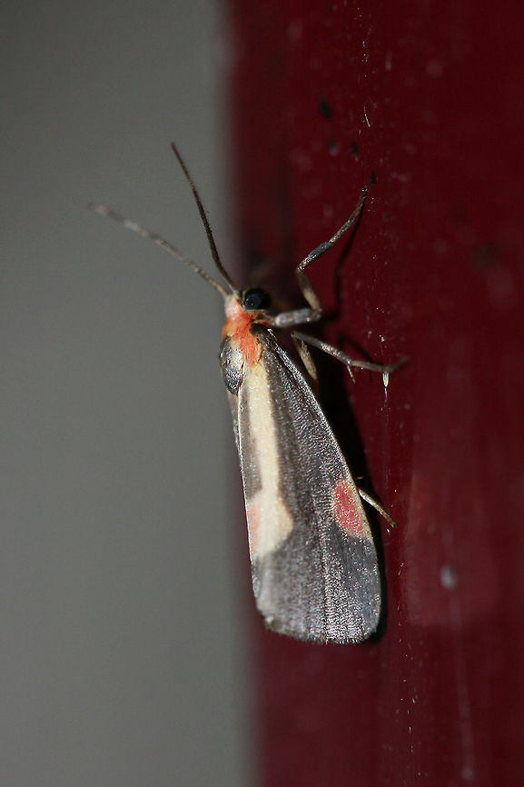 Packard's Lichen Moth (Cisthene packardii) Charcoal colored moth with yellow and orange markings.<br />
<br />
Habitat:<br />
At porch lights near front yard (open field). Surrounded by mixed hardwoods/loblolly pines. Cisthene packardii,Geotagged,Moth Week 2018,Packards lichen moth,Summer,United States,lepidoptera,moth,moths