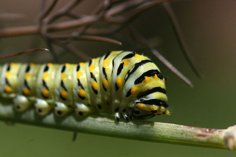 Eastern Black Swallowtail larva (Papilio polyxenes) Fourth or Fifth instar (denoted by green and black stripes with yellow-orange spots on the latter) Eastern Black Swallowtail feeding on fennel in my garden. Showed its osmeterium (defense mechanism) when I brushed its prothoracic segment. Once done feeding, the caterpillar will purge and begin looking for a place to form a chrysalis.

Habitat:
Fennel plant in organic garden surrounded by mixed hardwood forested area and an overgrown yard/field.

https://www.jungledragon.com/image/61075/eastern_black_swallowtail_larva_papilio_polyxenes.html Black Swallowtail,Geotagged,Papilio polyxenes,Summer,United States
