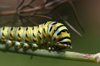 Eastern Black Swallowtail larva (Papilio polyxenes) Fourth or Fifth instar (denoted by green and black stripes with yellow-orange spots on the latter) Eastern Black Swallowtail feeding on fennel in my garden. Showed its osmeterium (defense mechanism) when I brushed its prothoracic segment. Once done feeding, the caterpillar will purge and begin looking for a place to form a chrysalis.<br />
<br />
Habitat:<br />
Fennel plant in organic garden surrounded by mixed hardwood forested area and an overgrown yard/field.<br />
<br />
https://www.jungledragon.com/image/61075/eastern_black_swallowtail_larva_papilio_polyxenes.html Black Swallowtail,Geotagged,Papilio polyxenes,Summer,United States