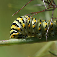Eastern Black Swallowtail larva (Papilio polyxenes) Fourth or Fifth instar (denoted by green and black stripes with yellow-orange spots on the latter) Eastern Black Swallowtail feeding on fennel in my garden. Showed its osmeterium (defense mechanism) when I brushed its prothoracic segment. Once done feeding, the caterpillar will purge and begin looking for a place to form a chrysalis.<br />
<br />
Habitat:<br />
Fennel plant in organic garden surrounded by mixed hardwood forested area and an overgrown yard/field.<br />
https://www.jungledragon.com/image/61074/eastern_black_swallowtail_larva_papilio_polyxenes.html Black Swallowtail,Geotagged,Papilio polyxenes,Summer,United States