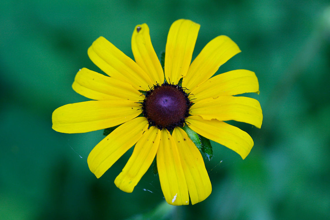 Woodland Black-Eyed Susan (Rudbeckia hirta) A variety of Rudbeckia hirta. Woodland Black-Eyed Susan is an annual, biennial, or ephemeral perennial in the Asteraceae (Sunflower) family. It is common found in open forests, roadsides, and disturbed areas. It can be recognized by its coarsely pubescent, leafy stems and ovate to petiolate basal leaves with coarsely serrate margins. Geotagged,Rudbeckia hirta hirta,Spring,United States,Woodland Black-eyed Susan