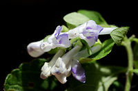 Hairy Skullcap (Scutellaria elliptica hirsuta) NATIVE. On the side of a ridge in a dense mixed hardwood/coniferous forest in NW Georgia. Some dappled sunlight reaches the area.<br />
https://www.jungledragon.com/image/61102/hairy_skullcap_scutellaria_elliptica_hirsuta.html<br />
https://www.jungledragon.com/image/61105/hairy_skullcap_scutellaria_elliptica_hirsuta.html Geotagged,Hairy Skullcap,Scutellaria elliptica hirsuta,Spring,United States