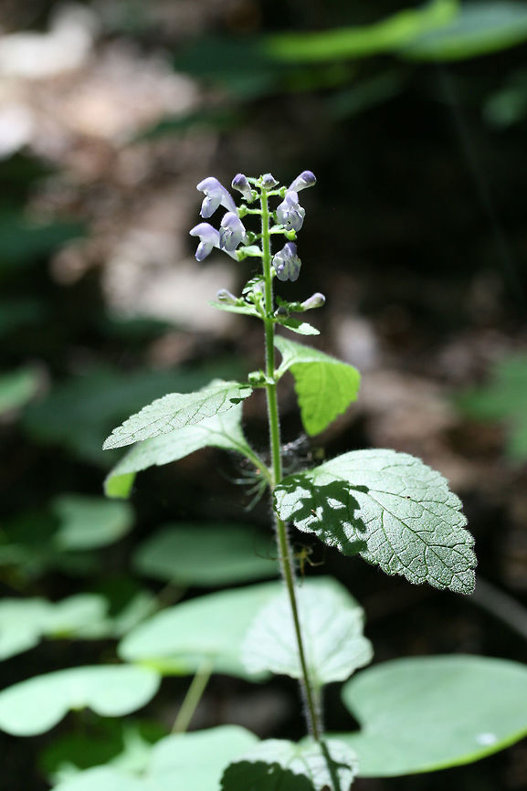 Hairy Skullcap (Scutellaria elliptica hirsuta) NATIVE. A separate population of skullcaps found at the base of ridge in a dense mixed hardwood/coniferous forest in NW Georgia. In a moist, open area with dappled sunlight.<br />
<figure class="photo"><a href="https://www.jungledragon.com/image/61100/hairy_skullcap_scutellaria_elliptica_hirsuta.html" title="Hairy Skullcap (Scutellaria elliptica hirsuta)"><img src="https://s3.amazonaws.com/media.jungledragon.com/images/3231/61100_thumb.jpg?AWSAccessKeyId=05GMT0V3GWVNE7GGM1R2&Expires=1759968010&Signature=il74QF2Xm68zv5wBw2uxEdRbV90%3D" width="200" height="134" alt="Hairy Skullcap (Scutellaria elliptica hirsuta) NATIVE. On the side of a ridge in a dense mixed hardwood/coniferous forest in NW Georgia. Some dappled sunlight reaches the area.<br />
https://www.jungledragon.com/image/61102/hairy_skullcap_scutellaria_elliptica_hirsuta.html<br />
https://www.jungledragon.com/image/61105/hairy_skullcap_scutellaria_elliptica_hirsuta.html Geotagged,Hairy Skullcap,Scutellaria elliptica hirsuta,Spring,United States" /></a></figure><br />
<figure class="photo"><a href="https://www.jungledragon.com/image/61105/hairy_skullcap_scutellaria_elliptica_hirsuta.html" title="Hairy Skullcap (Scutellaria elliptica hirsuta)"><img src="https://s3.amazonaws.com/media.jungledragon.com/images/3231/61105_thumb.jpg?AWSAccessKeyId=05GMT0V3GWVNE7GGM1R2&Expires=1759968010&Signature=rItbpoqjeI0SYAdP4CGuFd1dZus%3D" width="102" height="152" alt="Hairy Skullcap (Scutellaria elliptica hirsuta) NATIVE. A separate population of skullcaps found at the base of ridge in a dense mixed hardwood/coniferous forest in NW Georgia. In a moist, open area with dappled sunlight.<br />
https://www.jungledragon.com/image/61102/hairy_skullcap_scutellaria_elliptica_hirsuta.html<br />
https://www.jungledragon.com/image/61100/hairy_skullcap_scutellaria_elliptica_hirsuta.html Geotagged,Hairy Skullcap,Scutellaria elliptica hirsuta,Spring,United States" /></a></figure> Geotagged,Hairy Skullcap,Scutellaria elliptica hirsuta,Spring,United States