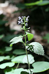 Hairy Skullcap (Scutellaria elliptica hirsuta) NATIVE. A separate population of skullcaps found at the base of ridge in a dense mixed hardwood/coniferous forest in NW Georgia. In a moist, open area with dappled sunlight.<br />
https://www.jungledragon.com/image/61100/hairy_skullcap_scutellaria_elliptica_hirsuta.html<br />
https://www.jungledragon.com/image/61105/hairy_skullcap_scutellaria_elliptica_hirsuta.html Geotagged,Hairy Skullcap,Scutellaria elliptica hirsuta,Spring,United States