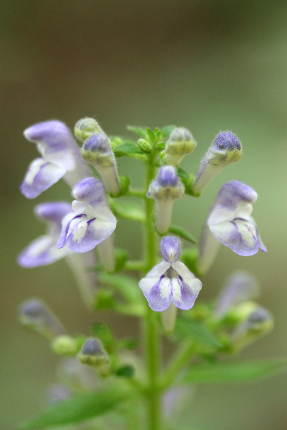 Hairy Skullcap (Scutellaria elliptica hirsuta) NATIVE. A separate population of skullcaps found at the base of ridge in a dense mixed hardwood/coniferous forest in NW Georgia. In a moist, open area with dappled sunlight.<br />
<figure class="photo"><a href="https://www.jungledragon.com/image/61102/hairy_skullcap_scutellaria_elliptica_hirsuta.html" title="Hairy Skullcap (Scutellaria elliptica hirsuta)"><img src="https://s3.amazonaws.com/media.jungledragon.com/images/3231/61102_thumb.jpg?AWSAccessKeyId=05GMT0V3GWVNE7GGM1R2&Expires=1770854410&Signature=XVKLZuMNxOD%2B2MKSnpnTQB2AcRk%3D" width="102" height="152" alt="Hairy Skullcap (Scutellaria elliptica hirsuta) NATIVE. A separate population of skullcaps found at the base of ridge in a dense mixed hardwood/coniferous forest in NW Georgia. In a moist, open area with dappled sunlight.<br />
https://www.jungledragon.com/image/61100/hairy_skullcap_scutellaria_elliptica_hirsuta.html<br />
https://www.jungledragon.com/image/61105/hairy_skullcap_scutellaria_elliptica_hirsuta.html Geotagged,Hairy Skullcap,Scutellaria elliptica hirsuta,Spring,United States" /></a></figure><br />
<figure class="photo"><a href="https://www.jungledragon.com/image/61100/hairy_skullcap_scutellaria_elliptica_hirsuta.html" title="Hairy Skullcap (Scutellaria elliptica hirsuta)"><img src="https://s3.amazonaws.com/media.jungledragon.com/images/3231/61100_thumb.jpg?AWSAccessKeyId=05GMT0V3GWVNE7GGM1R2&Expires=1770854410&Signature=ByLomUeKTMvxrERnTvGFyMtVNn8%3D" width="200" height="134" alt="Hairy Skullcap (Scutellaria elliptica hirsuta) NATIVE. On the side of a ridge in a dense mixed hardwood/coniferous forest in NW Georgia. Some dappled sunlight reaches the area.<br />
https://www.jungledragon.com/image/61102/hairy_skullcap_scutellaria_elliptica_hirsuta.html<br />
https://www.jungledragon.com/image/61105/hairy_skullcap_scutellaria_elliptica_hirsuta.html Geotagged,Hairy Skullcap,Scutellaria elliptica hirsuta,Spring,United States" /></a></figure> Geotagged,Hairy Skullcap,Scutellaria elliptica hirsuta,Spring,United States