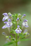 Hairy Skullcap (Scutellaria elliptica hirsuta) NATIVE. A separate population of skullcaps found at the base of ridge in a dense mixed hardwood/coniferous forest in NW Georgia. In a moist, open area with dappled sunlight.<br />
https://www.jungledragon.com/image/61102/hairy_skullcap_scutellaria_elliptica_hirsuta.html<br />
https://www.jungledragon.com/image/61100/hairy_skullcap_scutellaria_elliptica_hirsuta.html Geotagged,Hairy Skullcap,Scutellaria elliptica hirsuta,Spring,United States