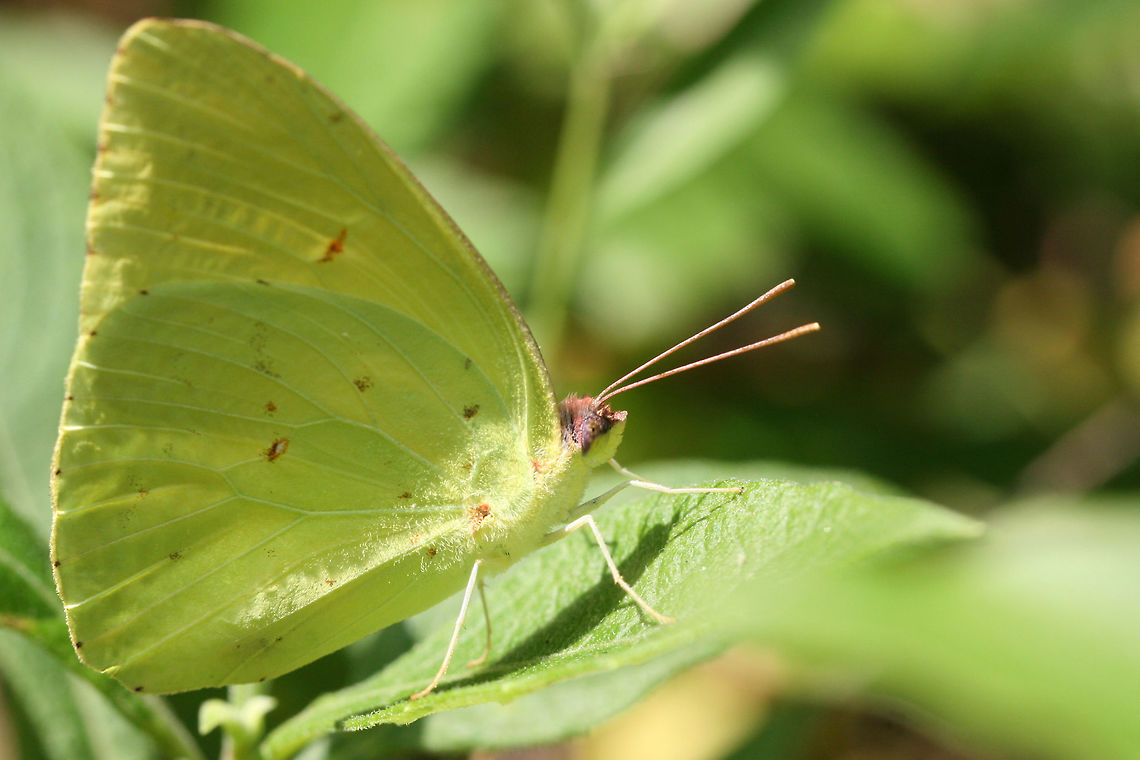 Cloudless Sulphur - (Phoebis sennae) In a backyard habitat in NW Georgia. Cloudless sulphur,Geotagged,Phoebis sennae,Summer,United States