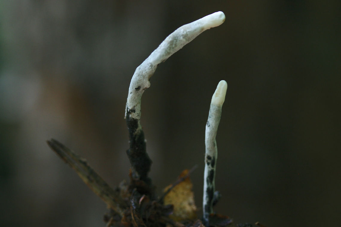 Xylaria sp. Ascomycete fungus growing on leaf litter in a dense mixed hardwood/coniferous forest in NW Georgia (Gordon County), US. Geotagged,Spring,United States
