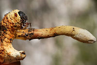 Ophiocordyceps sp. (parasitizing a beetle larva) Entomopathogenic fungus on beetle larvae. Initially, I saw strange structures poking up through soil/leaf litter in a dense mixed hardwood/coniferous forest in NW Georgia (Gordon County), US. I went back to investigate yesterday, and I found a surprise beneath the soil! So COOL!<br />
<br />
Ophiocordyceps is a genus of ascomycetes that parasitize arthropods.:) This genus is best known for its ability to turn insects into "zombies." I'm not sure the exact mechanism that this species takes, but I know several within this genus manipulate insect behaviors to ensure optimal spore dispersal.<br />
<br />
UPDATE: <br />
It has been brought to my attention that this is likely a different Ophiocordyceps species altogether! North American species have not been studied extensively, so my specimens need further study (possibly sequencing) to get any further! I am working on contacting some experts on the matter, and I will keep you all apprised.<br />
<br />
I also found out that there are only about 12 total herbarium specimens like mine in North America!<br />
<br />
https://www.jungledragon.com/image/61180/ophiocordyceps_melolonthae_parasitizing_a_beetle_larva.html<br />
https://www.jungledragon.com/image/61181/ophiocordyceps_melolonthae_parasitizing_beetle_larvae.html Geotagged,Ophiocordyceps melolonthae,Spring,United States