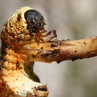 Ophiocordyceps sp. (parasitizing a beetle larva) Entomopathogenic fungus on beetle larvae. Initially, I saw strange structures poking up through soil/leaf litter in a dense mixed hardwood/coniferous forest in NW Georgia (Gordon County), US. I went back to investigate yesterday, and I found a surprise beneath the soil! So COOL!<br />
<br />
Ophiocordyceps is a genus of ascomycetes that parasitize arthropods.:) This genus is best known for its ability to turn insects into "zombies." I'm not sure the exact mechanism that this species takes, but I know several within this genus manipulate insect behaviors to ensure optimal spore dispersal.<br />
<br />
UPDATE: <br />
It has been brought to my attention that this is likely a different Ophiocordyceps species altogether! North American species have not been studied extensively, so my specimens need further study (possibly sequencing) to get any further! I am working on contacting some experts on the matter, and I will keep you all apprised.<br />
<br />
I also found out that there are only about 12 total herbarium specimens like mine in North America!<br />
https://www.jungledragon.com/image/61179/ophiocordyceps_melolonthae_parasitizing_a_beetle_larva.html<br />
https://www.jungledragon.com/image/61181/ophiocordyceps_melolonthae_parasitizing_beetle_larvae.html Geotagged,Ophiocordyceps melolonthae,United States