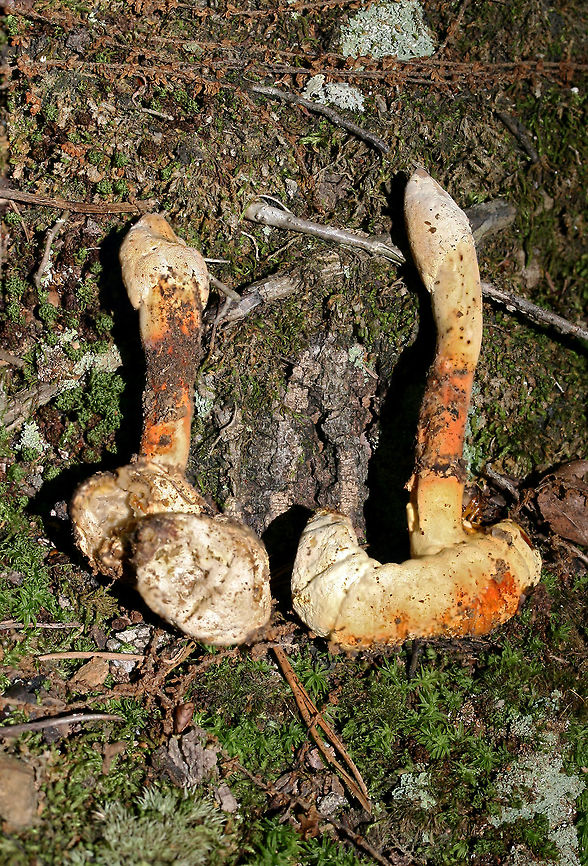 Ophiocordyceps sp. (parasitizing beetle larvae) Entomopathogenic fungus on beetle larvae. Initially, I saw strange structures poking up through soil/leaf litter in a dense mixed hardwood/coniferous forest in NW Georgia (Gordon County), US. I went back to investigate yesterday, and I found a surprise beneath the soil! So COOL!<br />
<br />
Ophiocordyceps is a genus of ascomycetes that parasitize arthropods.:) This genus is best known for its ability to turn insects into "zombies." I'm not sure the exact mechanism that this species takes, but I know several within this genus manipulate insect behaviors to ensure optimal spore dispersal.<br />
<br />
UPDATE: <br />
It has been brought to my attention that this is likely a different Ophiocordyceps species altogether! North American species have not been studied extensively, so my specimens need further study (possibly sequencing) to get any further! I am working on contacting some experts on the matter, and I will keep you all apprised.<br />
<br />
<figure class="photo"><a href="https://www.jungledragon.com/image/61179/ophiocordyceps_sp._parasitizing_a_beetle_larva.html" title="Ophiocordyceps sp. (parasitizing a beetle larva)"><img src="https://s3.amazonaws.com/media.jungledragon.com/images/3231/61179_thumb.jpg?AWSAccessKeyId=05GMT0V3GWVNE7GGM1R2&Expires=1759968010&Signature=HhqjXpKfJ6qnTBKXdCd%2BLLXS7FE%3D" width="200" height="134" alt="Ophiocordyceps sp. (parasitizing a beetle larva) Entomopathogenic fungus on beetle larvae. Initially, I saw strange structures poking up through soil/leaf litter in a dense mixed hardwood/coniferous forest in NW Georgia (Gordon County), US. I went back to investigate yesterday, and I found a surprise beneath the soil! So COOL!<br />
<br />
Ophiocordyceps is a genus of ascomycetes that parasitize arthropods.:) This genus is best known for its ability to turn insects into "zombies." I'm not sure the exact mechanism that this species takes, but I know several within this genus manipulate insect behaviors to ensure optimal spore dispersal.<br />
<br />
UPDATE: <br />
It has been brought to my attention that this is likely a different Ophiocordyceps species altogether! North American species have not been studied extensively, so my specimens need further study (possibly sequencing) to get any further! I am working on contacting some experts on the matter, and I will keep you all apprised.<br />
<br />
I also found out that there are only about 12 total herbarium specimens like mine in North America!<br />
<br />
https://www.jungledragon.com/image/61180/ophiocordyceps_melolonthae_parasitizing_a_beetle_larva.html<br />
https://www.jungledragon.com/image/61181/ophiocordyceps_melolonthae_parasitizing_beetle_larvae.html Geotagged,Ophiocordyceps melolonthae,Spring,United States" /></a></figure><br />
<figure class="photo"><a href="https://www.jungledragon.com/image/61180/ophiocordyceps_sp._parasitizing_a_beetle_larva.html" title="Ophiocordyceps sp. (parasitizing a beetle larva)"><img src="https://s3.amazonaws.com/media.jungledragon.com/images/3231/61180_thumb.jpg?AWSAccessKeyId=05GMT0V3GWVNE7GGM1R2&Expires=1759968010&Signature=bSeWxCVwQj4aSvhOK4Gl89l%2B9XY%3D" width="200" height="200" alt="Ophiocordyceps sp. (parasitizing a beetle larva) Entomopathogenic fungus on beetle larvae. Initially, I saw strange structures poking up through soil/leaf litter in a dense mixed hardwood/coniferous forest in NW Georgia (Gordon County), US. I went back to investigate yesterday, and I found a surprise beneath the soil! So COOL!<br />
<br />
Ophiocordyceps is a genus of ascomycetes that parasitize arthropods.:) This genus is best known for its ability to turn insects into "zombies." I'm not sure the exact mechanism that this species takes, but I know several within this genus manipulate insect behaviors to ensure optimal spore dispersal.<br />
<br />
UPDATE: <br />
It has been brought to my attention that this is likely a different Ophiocordyceps species altogether! North American species have not been studied extensively, so my specimens need further study (possibly sequencing) to get any further! I am working on contacting some experts on the matter, and I will keep you all apprised.<br />
<br />
I also found out that there are only about 12 total herbarium specimens like mine in North America!<br />
https://www.jungledragon.com/image/61179/ophiocordyceps_melolonthae_parasitizing_a_beetle_larva.html<br />
https://www.jungledragon.com/image/61181/ophiocordyceps_melolonthae_parasitizing_beetle_larvae.html Geotagged,Ophiocordyceps melolonthae,United States" /></a></figure> Geotagged,Ophiocordyceps melolonthae,Spring,United States
