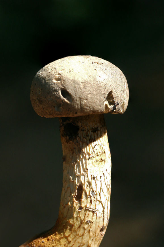 Gray Bolete (Retiboletus griseus) Habitat: Older specimens growing at the top of a ridge in a dense mixed hardwood/coniferous forest in NW Georgia (Gordon County), US. Mostly under large oaks and ash trees. Near moss.<br />
<br />
Flavor: Indistinct. Pleasant.<br />
<br />
Pileus: Dry. Ash to chestnut brown. DNS. Orange/dark yellow on KOH application. Similar change (slightly lighter orange) on ammonia application.<br />
<br />
Flesh: White. Slightly pinkens when cut. Very subtle pink to orange hints on KOH application. Similar reaction of light pinkish/orange on ammonia application.<br />
<br />
Fertile surface: White. Some browning from age? Changes slightly more gray when cut but no major bruising. Pinkish/orange on KOH. Brighter pinkish/orange on ammonia application.<br />
<br />
Stipe: White/gray with brown reticulation on almost the entire length. Base is a deep gold (also gold inside when cut) Geotagged,Gray bolete,Retiboletus griseus,Spring,United States