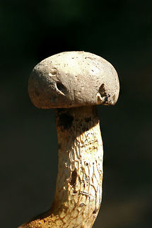 Gray Bolete (Retiboletus griseus) Habitat: Older specimens growing at the top of a ridge in a dense mixed hardwood/coniferous forest in NW Georgia (Gordon County), US. Mostly under large oaks and ash trees. Near moss.

Flavor: Indistinct. Pleasant.

Pileus: Dry. Ash to chestnut brown. DNS. Orange/dark yellow on KOH application. Similar change (slightly lighter orange) on ammonia application.

Flesh: White. Slightly pinkens when cut. Very subtle pink to orange hints on KOH application. Similar reaction of light pinkish/orange on ammonia application.

Fertile surface: White. Some browning from age? Changes slightly more gray when cut but no major bruising. Pinkish/orange on KOH. Brighter pinkish/orange on ammonia application.

Stipe: White/gray with brown reticulation on almost the entire length. Base is a deep gold (also gold inside when cut) Geotagged,Gray bolete,Retiboletus griseus,Spring,United States