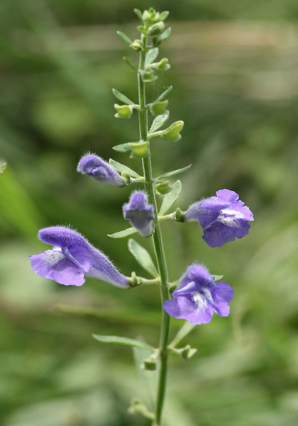 Helmet Skullcap (Scutellaria integrifolia) NATIVE. Growing in a flood plain in a backyard habitat in NW Georgia (Gordon County), US. <br />
<figure class="photo"><a href="https://www.jungledragon.com/image/61232/helmet_skullcap_scutellaria_integrifolia.html" title="Helmet Skullcap (Scutellaria integrifolia)"><img src="https://s3.amazonaws.com/media.jungledragon.com/images/3231/61232_thumb.jpg?AWSAccessKeyId=05GMT0V3GWVNE7GGM1R2&Expires=1759968010&Signature=tVon4Qp146qLVOtoeG3%2F28j5jls%3D" width="102" height="152" alt="Helmet Skullcap (Scutellaria integrifolia) NATIVE. Growing in a flood plain in a backyard habitat in NW Georgia (Gordon County), US.<br />
https://www.jungledragon.com/image/61229/helmet_skullcap_scutellaria_integrifolia.html<br />
https://www.jungledragon.com/image/61231/helmet_skullcap_scutellaria_integrifolia.html<br />
https://www.jungledragon.com/image/61230/helmet_skullcap_scutellaria_integrifolia.html Geotagged,Helmet Skullcap,Scutellaria integrifolia,Spring,United States" /></a></figure><br />
<figure class="photo"><a href="https://www.jungledragon.com/image/61231/helmet_skullcap_scutellaria_integrifolia.html" title="Helmet Skullcap (Scutellaria integrifolia)"><img src="https://s3.amazonaws.com/media.jungledragon.com/images/3231/61231_thumb.jpg?AWSAccessKeyId=05GMT0V3GWVNE7GGM1R2&Expires=1759968010&Signature=wThqHW8zvkia%2FdtkhbUDL95BDfw%3D" width="200" height="200" alt="Helmet Skullcap (Scutellaria integrifolia) NATIVE. Growing in a flood plain in a backyard habitat in NW Georgia (Gordon County), US.<br />
https://www.jungledragon.com/image/61229/helmet_skullcap_scutellaria_integrifolia.html<br />
https://www.jungledragon.com/image/61232/helmet_skullcap_scutellaria_integrifolia.html<br />
https://www.jungledragon.com/image/61230/helmet_skullcap_scutellaria_integrifolia.html Geotagged,Helmet Skullcap,Scutellaria integrifolia,Spring,United States" /></a></figure><br />
<figure class="photo"><a href="https://www.jungledragon.com/image/61230/helmet_skullcap_scutellaria_integrifolia.html" title="Helmet Skullcap (Scutellaria integrifolia)"><img src="https://s3.amazonaws.com/media.jungledragon.com/images/3231/61230_thumb.jpg?AWSAccessKeyId=05GMT0V3GWVNE7GGM1R2&Expires=1759968010&Signature=tH4jLuqyhDMQ9U8P2ZVoz42bGsE%3D" width="200" height="200" alt="Helmet Skullcap (Scutellaria integrifolia) NATIVE. Growing in a flood plain in a backyard habitat in NW Georgia (Gordon County), US. <br />
https://www.jungledragon.com/image/61229/helmet_skullcap_scutellaria_integrifolia.html<br />
https://www.jungledragon.com/image/61232/helmet_skullcap_scutellaria_integrifolia.html<br />
https://www.jungledragon.com/image/61231/helmet_skullcap_scutellaria_integrifolia.html Geotagged,Scutellaria integrifolia,Spring,United States" /></a></figure> Geotagged,Scutellaria integrifolia,Spring,United States