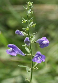 Helmet Skullcap (Scutellaria integrifolia) NATIVE. Growing in a flood plain in a backyard habitat in NW Georgia (Gordon County), US. 
https://www.jungledragon.com/image/61232/helmet_skullcap_scutellaria_integrifolia.html
https://www.jungledragon.com/image/61231/helmet_skullcap_scutellaria_integrifolia.html
https://www.jungledragon.com/image/61230/helmet_skullcap_scutellaria_integrifolia.html Geotagged,Scutellaria integrifolia,Spring,United States