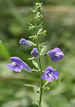 Helmet Skullcap (Scutellaria integrifolia) NATIVE. Growing in a flood plain in a backyard habitat in NW Georgia (Gordon County), US. <br />
https://www.jungledragon.com/image/61232/helmet_skullcap_scutellaria_integrifolia.html<br />
https://www.jungledragon.com/image/61231/helmet_skullcap_scutellaria_integrifolia.html<br />
https://www.jungledragon.com/image/61230/helmet_skullcap_scutellaria_integrifolia.html Geotagged,Scutellaria integrifolia,Spring,United States