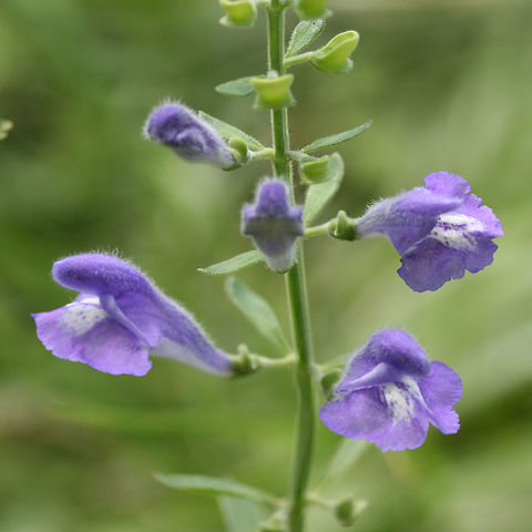Helmet Skullcap (Scutellaria integrifolia) NATIVE. Growing in a flood plain in a backyard habitat in NW Georgia (Gordon County), US. 
https://www.jungledragon.com/image/61229/helmet_skullcap_scutellaria_integrifolia.html
https://www.jungledragon.com/image/61232/helmet_skullcap_scutellaria_integrifolia.html
https://www.jungledragon.com/image/61231/helmet_skullcap_scutellaria_integrifolia.html Geotagged,Scutellaria integrifolia,Spring,United States
