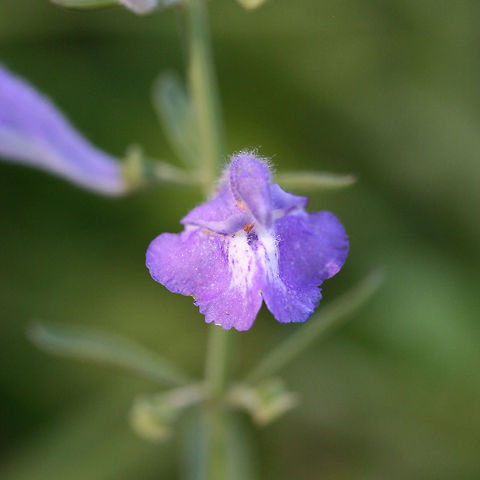 Helmet Skullcap (Scutellaria integrifolia) NATIVE. Growing in a flood plain in a backyard habitat in NW Georgia (Gordon County), US.
https://www.jungledragon.com/image/61229/helmet_skullcap_scutellaria_integrifolia.html
https://www.jungledragon.com/image/61232/helmet_skullcap_scutellaria_integrifolia.html
https://www.jungledragon.com/image/61230/helmet_skullcap_scutellaria_integrifolia.html Geotagged,Helmet Skullcap,Scutellaria integrifolia,Spring,United States