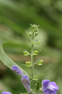 Helmet Skullcap (Scutellaria integrifolia) NATIVE. Growing in a flood plain in a backyard habitat in NW Georgia (Gordon County), US.
https://www.jungledragon.com/image/61229/helmet_skullcap_scutellaria_integrifolia.html
https://www.jungledragon.com/image/61231/helmet_skullcap_scutellaria_integrifolia.html
https://www.jungledragon.com/image/61230/helmet_skullcap_scutellaria_integrifolia.html Geotagged,Helmet Skullcap,Scutellaria integrifolia,Spring,United States